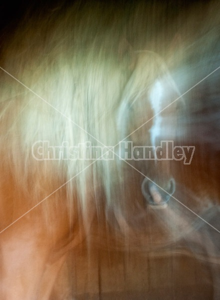 Abstract movement photos of horses