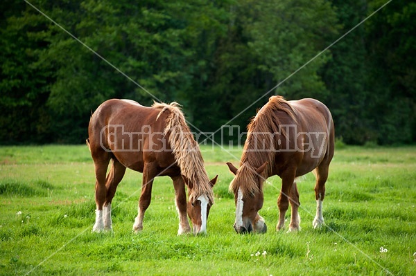 Two Belgian draft horses grazing side by side 