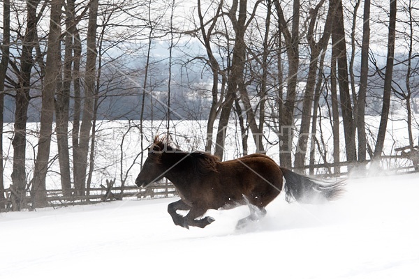 Dark bay Icelandic horse running through deep snow