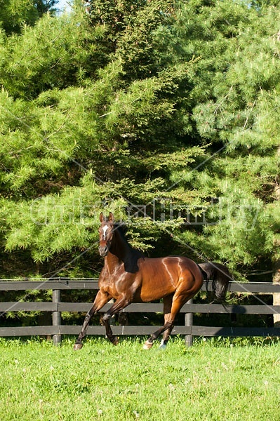 Thoroughbred gelding running around field