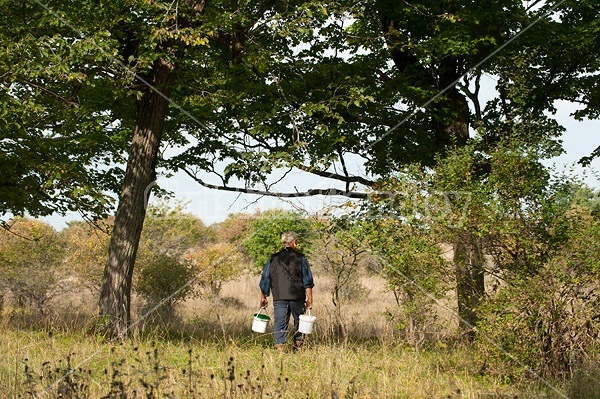 Farmer carrying two pails of salt out to check on cattle on summer pasture