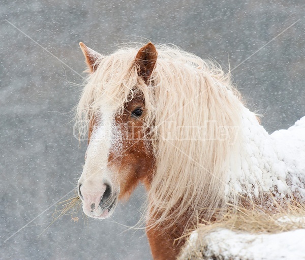 Belgian draft horse eating hay in snowstorm