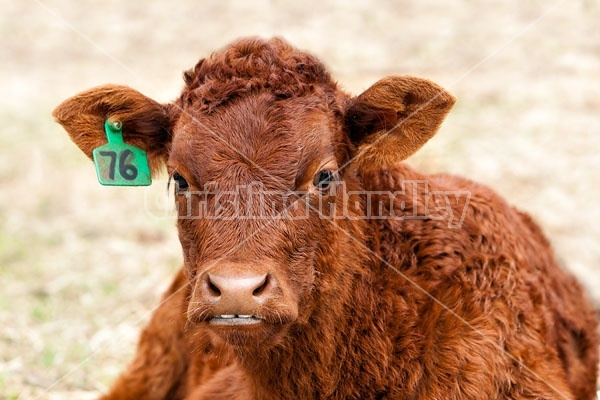 Beef Calf