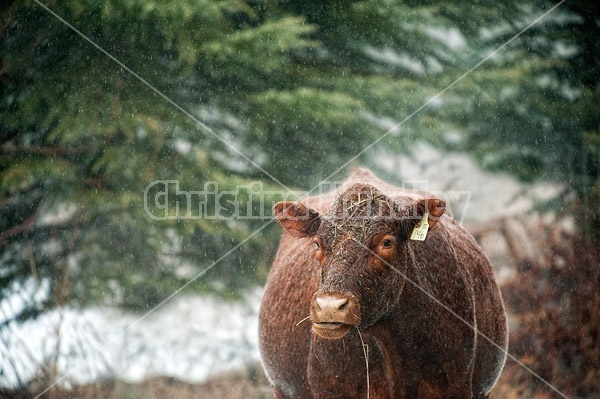 Beef Cow in the Rain