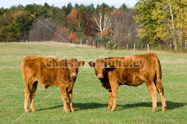 Two young crossbred twin beef calves on grass, one heifer and one steer.