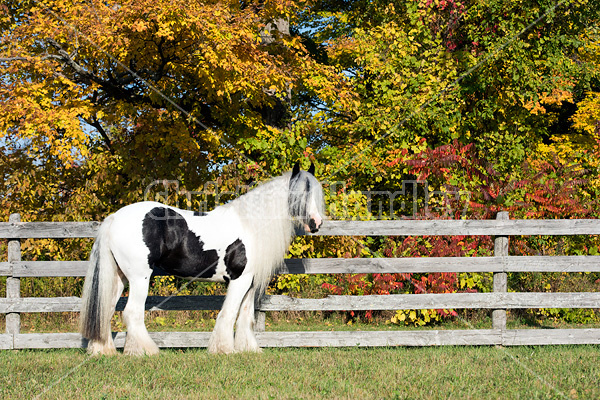 Gypsy Vanner horse