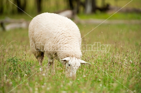 Sheep on summer pasture.