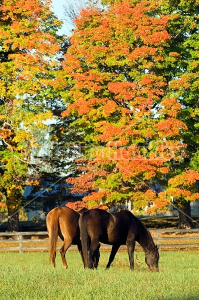 Two horses grazing on autumn pasture