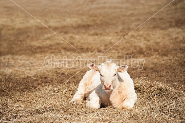 Young Beef Calf