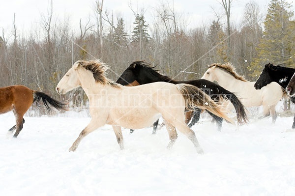 Herd of Rocky Mountain Horses Galloping in Snow