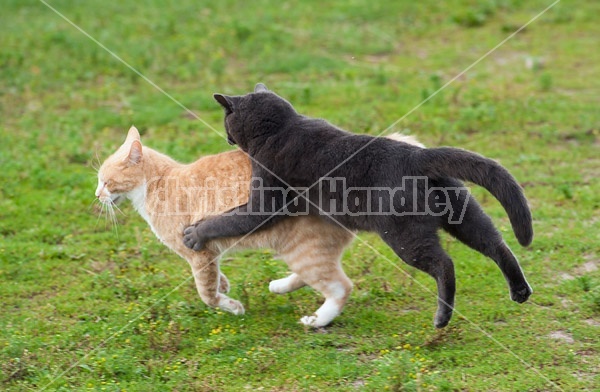 Two cats playing outside in the grass