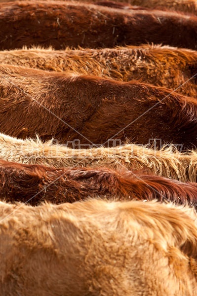 Closeup of beef cows