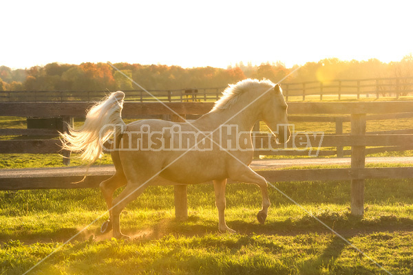 Palomino horse galloping around paddock