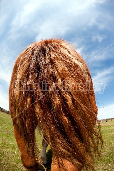 Photo of horse bum and tail 