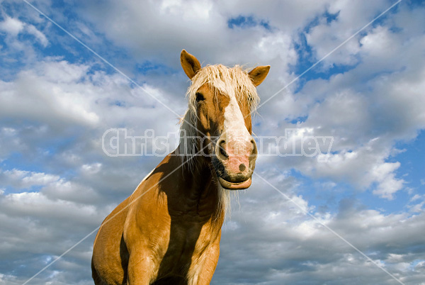 Belgian draft horse against blue sky with clouds.