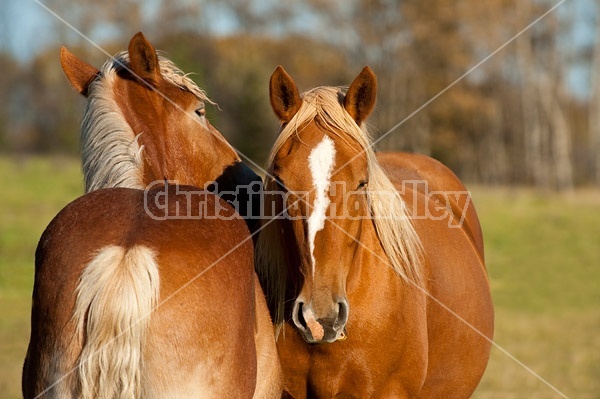 Horses interacting with each other in the spring of the year