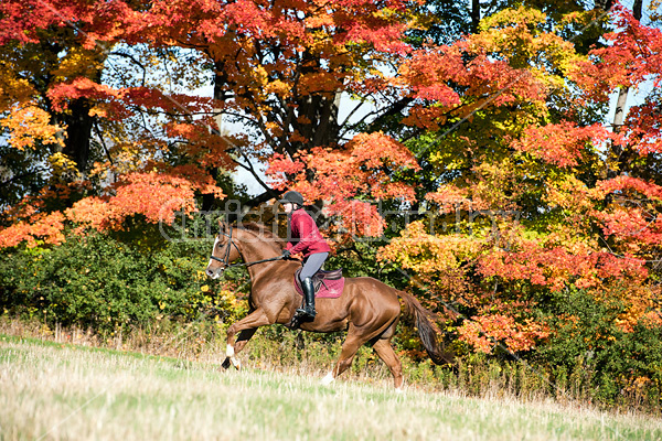 Woman riding chestnut horse in the autumn time