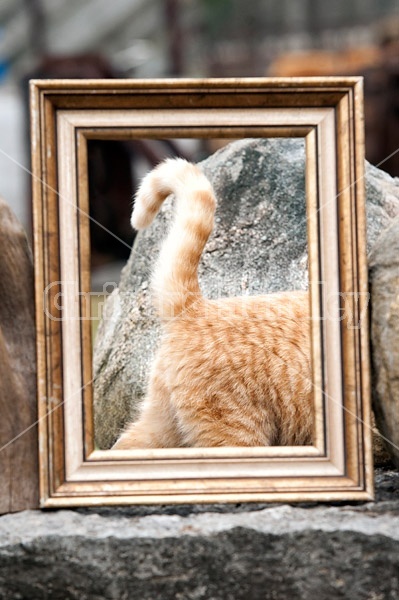 Looking at a cat through a picture frame that is sitting in the garden 