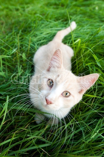 Orange cat sitting in green grass