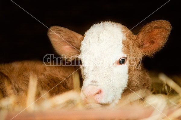 Young baby beef calf laying in a warm bed of straw