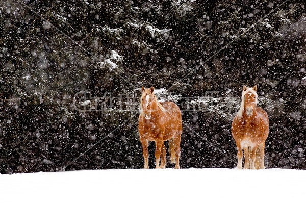 Belgian draft horses standing outside in a snowstorm.