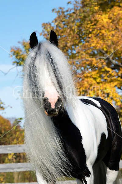 Gypsy Vanner horse