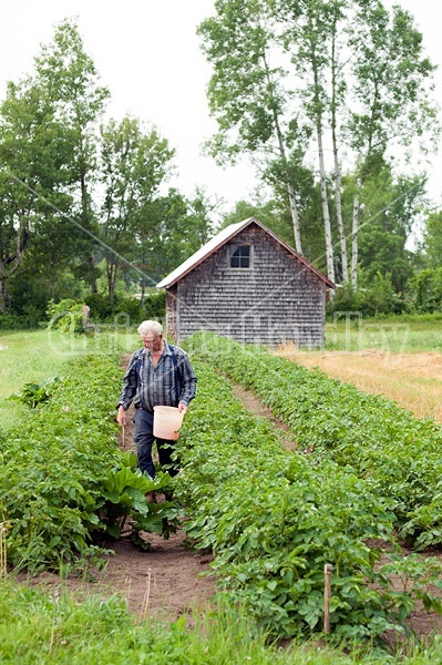 Farmer picking potato bugs off an organic crop of potato plants using a pail and a stick