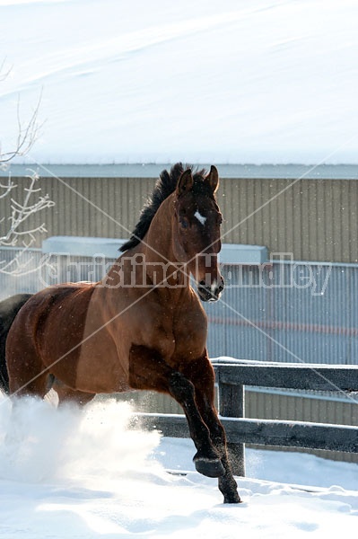 Bay horse galloping through the deep snow