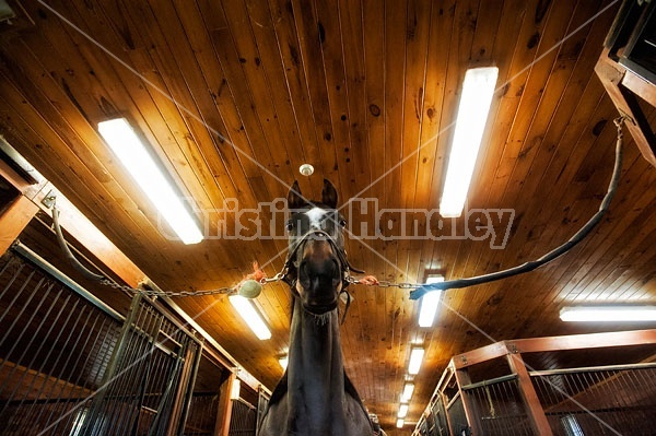 Horse on cross ties