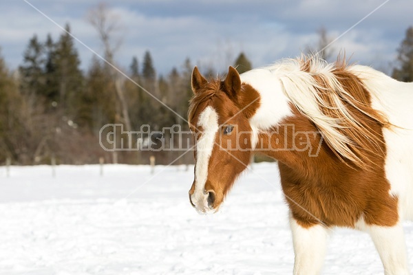 Paint horse in the snow