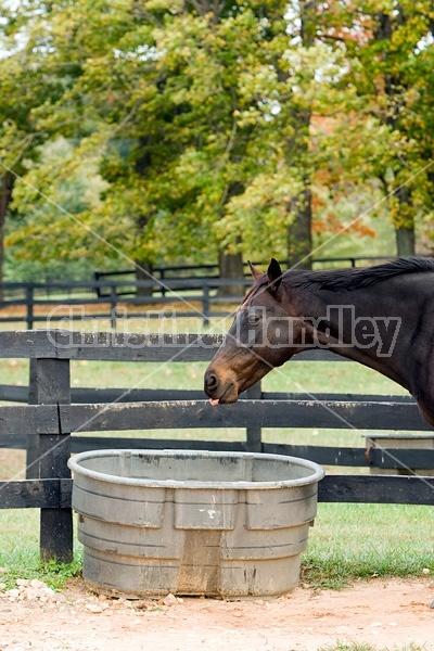 Horse drinking from water trough in paddock