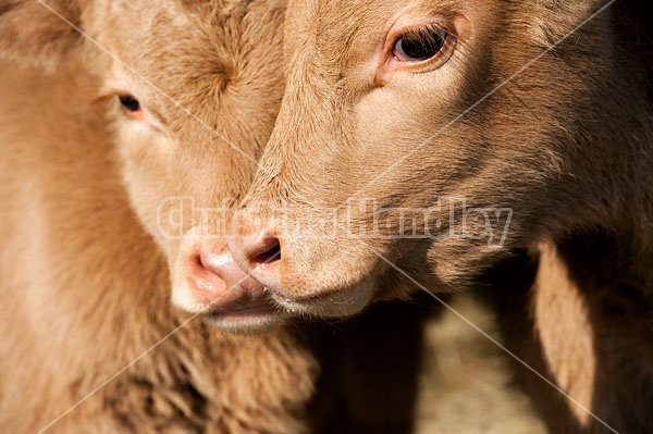 Two Baby Beef Calves