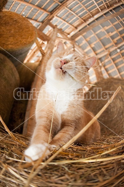 Orange barn cat palying with straw