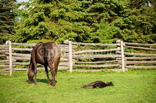 Young Rocky Mountain Horse foal and mare.