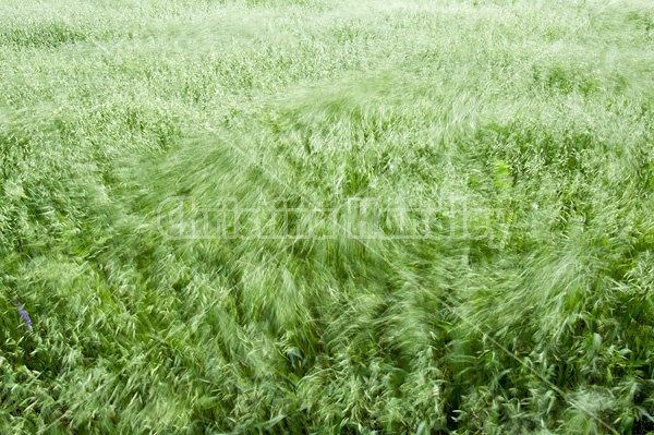 Wind blowing through a field of oats
