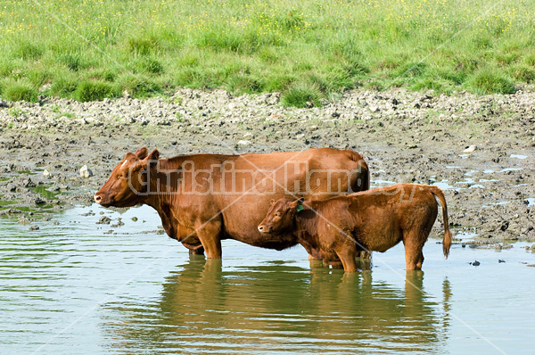 Beef cattle standing in pond drinking water