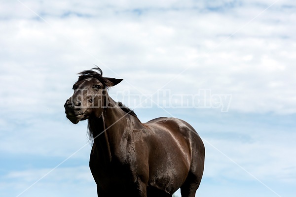 Black Rocky Mountain Horse photographed against big blue sky background