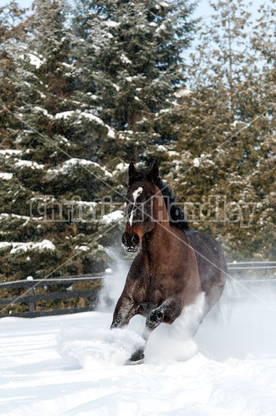 Bay thoroughbred horse galloping through deep snow