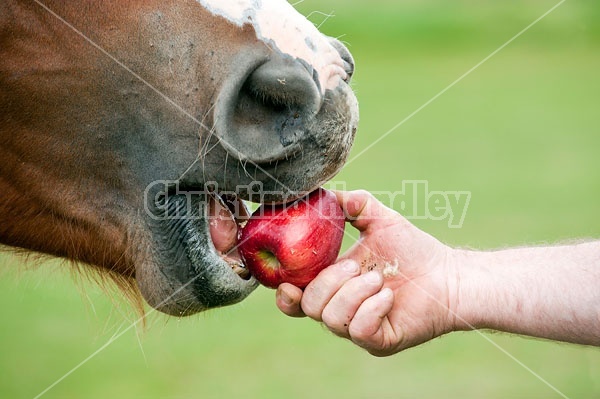 Horse eating apple 