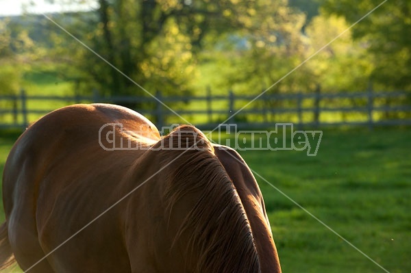 quarter horse 