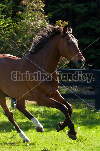 Dutch Warmblood Thoroughbred cross gelding