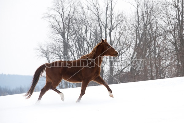 Horse running through snow