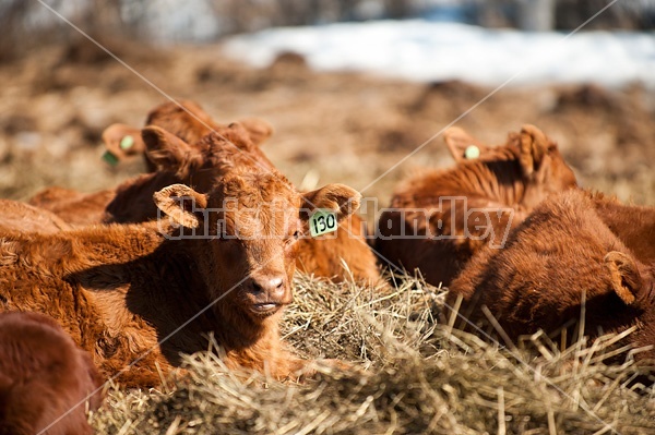 Young beef calves sleeping in the sun