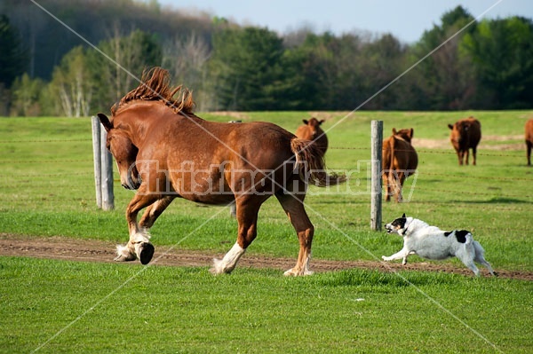 Farm dog chasing horse