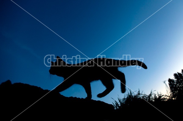 Silhouette photo of a cat