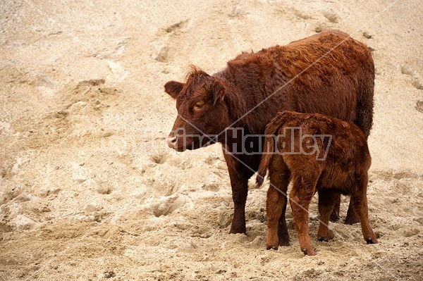 Beef Cow and Calf