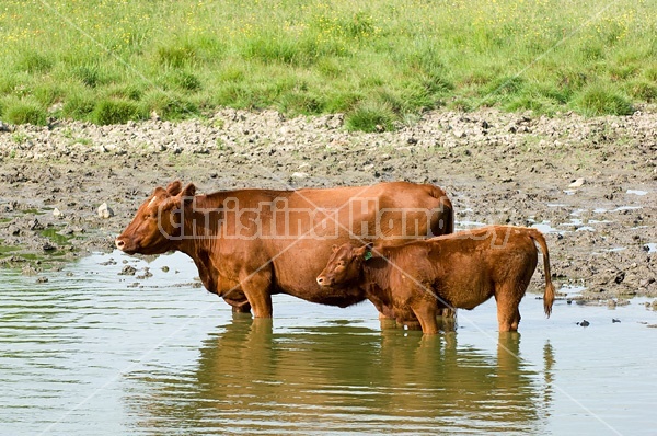 Beef cattle drinking from a farm pond. 