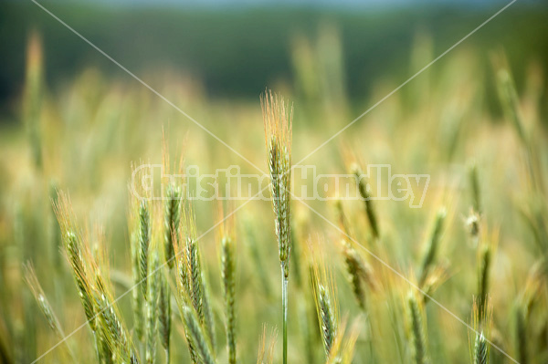 Wheat field