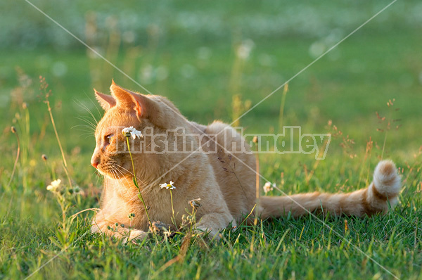 Orange barn cat outside in grass