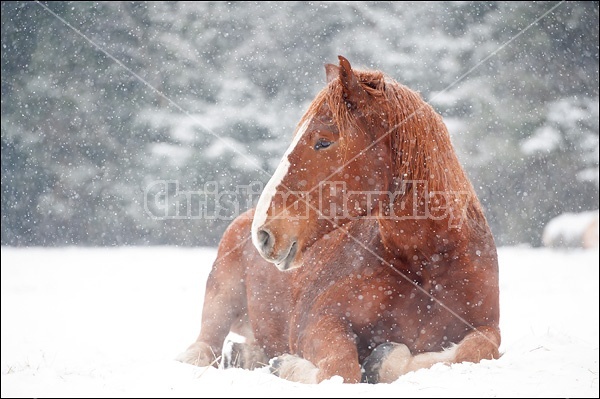 Belgian draft horse laying down in snow
